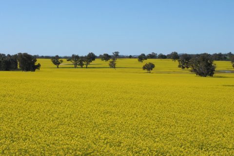 canola