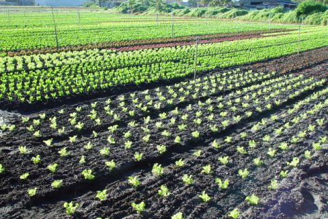 dsc20050727_091048_222